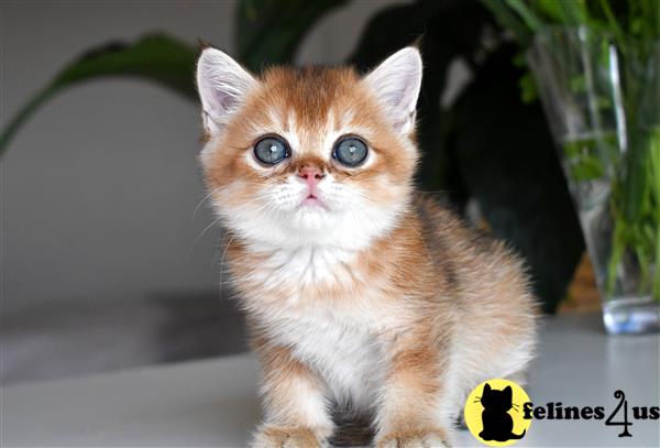 thechubbyfacedcat Picture 2